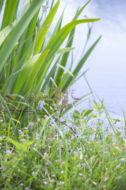 Yeşil bitkilerle kaplı bir gölet Shore yakın çekim