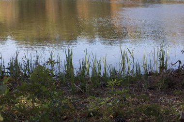 Çim ve kir kaplı düzensiz gölet shore