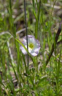 Uzun boylu, yeşil otların arasında büyüyen bir tek marsh çuha çiçeği