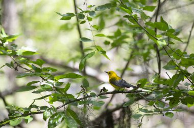 Prothonotary çalı bülbülü (Protonotaria citrea) bir ağaca tünemiştir