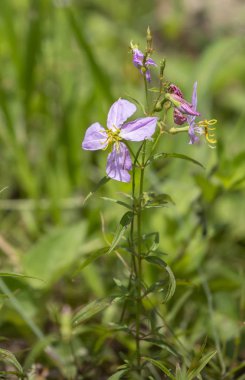 Mor çiçekler yeşil çim büyüyen, yakın çekim