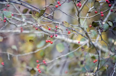 Doğada bir çalı üzerinde büyüyen küçük kırmızı meyveler