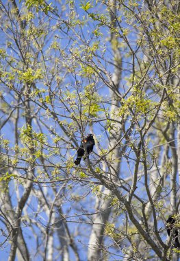 Kırmızı kanatlı sırt kuşu (Agelaius phoeniceus) bir ağaç dalına tünemiştir.