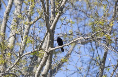 Kırmızı kanatlı sırt kuşu (Agelaius phoeniceus) bir ağaç dalına tünemiştir.