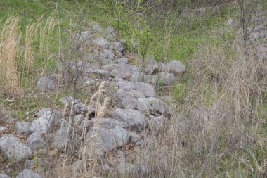 Kayalar ormanın kenarında bir patika oluşturuyor.