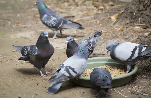 Flock of pigeons stealing food from a pet bowl