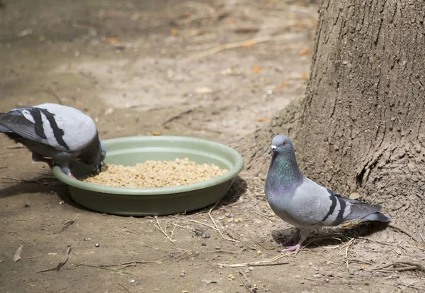 A pigeon stealing food from a pet bowl