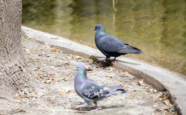 Pombos Entre Uma Árvore Uma Pequena Lagoa Feita Pelo Homem — Fotografia de Stock