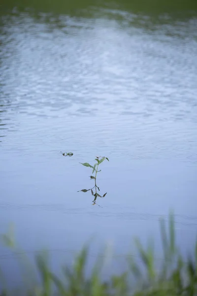 Planta Verde Que Crece Extremo Poco Profundo Lago —  Fotos de Stock