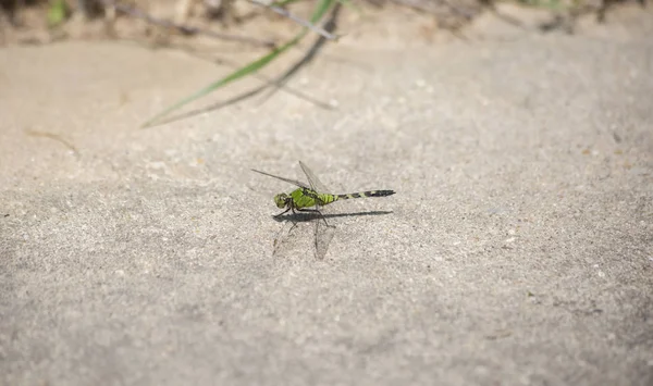 刚刚降落在人行道上的庞德霍克蜻蜓 — 图库照片