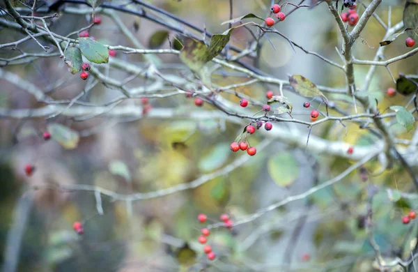 Small Red Berries Growing Bush Nature — Stock Photo, Image