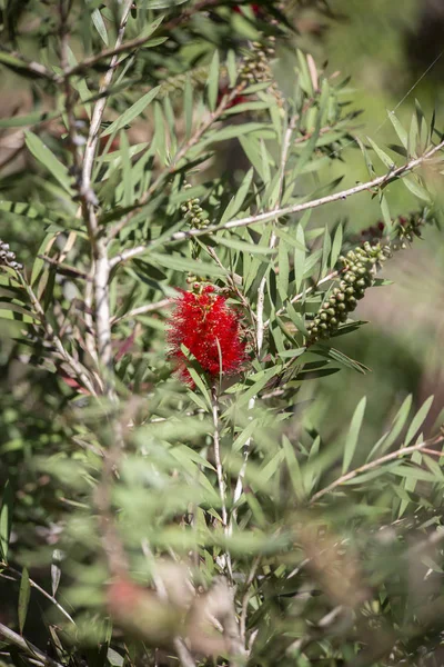 Nahaufnahme Kleiner Roter Blüten Die Grünen Wachsen — Stockfoto