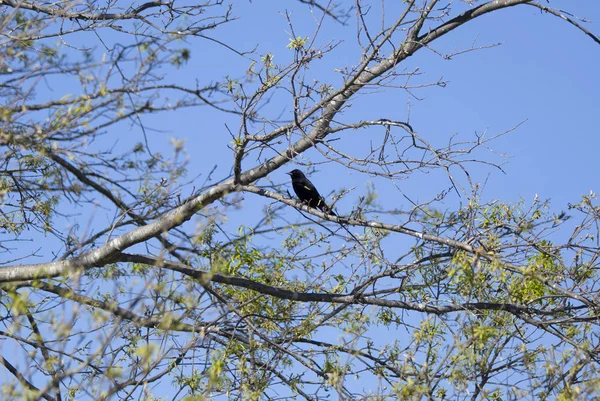 红翅背鸟 Agelaius Phoeniceus 栖息在树枝上 — 图库照片