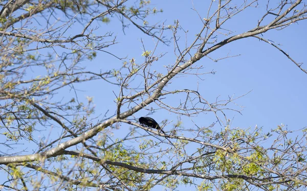 Oiseau Arrière Ailes Rouges Agelaius Phoeniceus Perché Sur Membre Arbre — Photo