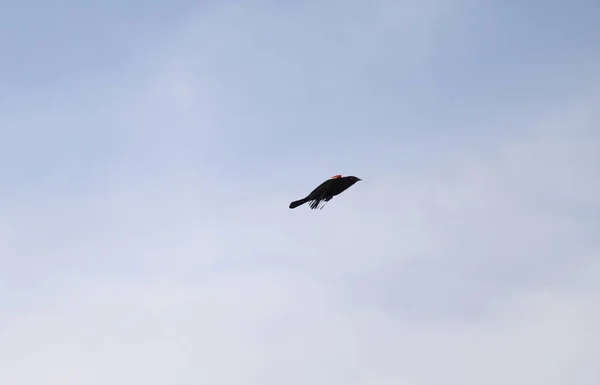 Aves Dorsales Alas Rojas Agelaius Phoeniceus Volando Través Del Cielo —  Fotos de Stock