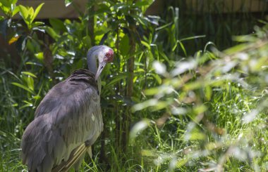 Sandhill crane (Antigone canadensis) damat yakın çekim