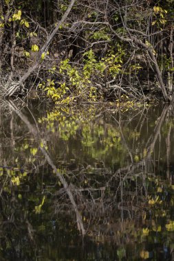 Sonbahar mevsimi boyunca bir göl kıyısındaki yaprakların yansımaları.