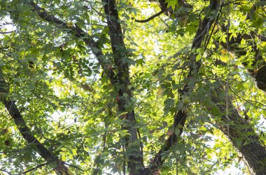 Parlak yeşil bir ağaç üzerinde yaz aylarında yaprak.