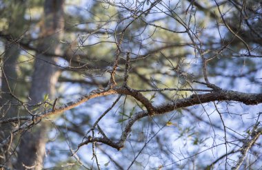 Kış sezonu boyunca çıplak ağaca zor durumda yakın çekim