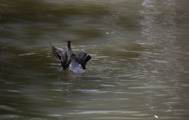 Gümüş rengi (Anas versicolor) ördek drake havuzdan kalkıyor