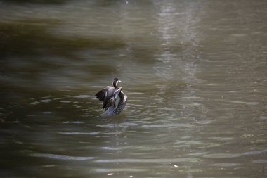 Gümüş rengi (Anas versicolor) ördek drake havuzdan kalkıyor