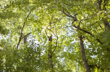 Parlak yeşil bir ağaç üzerinde yaz aylarında yaprak.