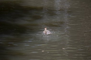 Gümüş rengi (Anas versicolor) Gölette yüzen ördek ördeği