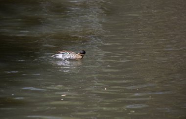 Gümüş rengi (Anas versicolor) Gölette ördek drake tımarlama