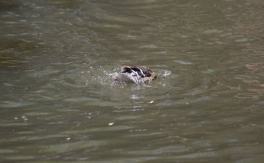 Gümüş rengi (Anas versicolor) yiyecek için ördek dalışı