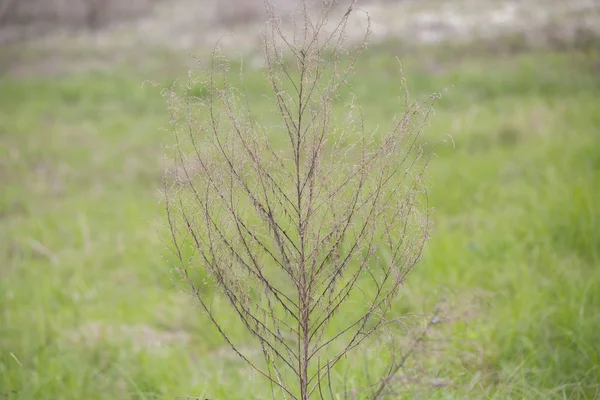 Close Van Een Kale Bush Tijdens Late Herfst Seizoen — Stockfoto