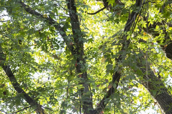 Parlak yeşil bir ağaç üzerinde yaz aylarında yaprak.