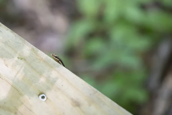 Skink Correndo Longo Lado Calçadão Madeira — Fotografia de Stock