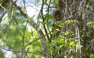 Bramble içinde saklı aynı derecede aşağı bir ağaç scrambles sincap