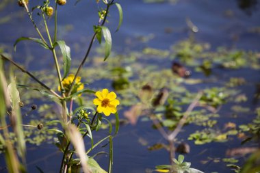 Buket çiçek açan ayçiçeği açık su üzerinde büyüyen