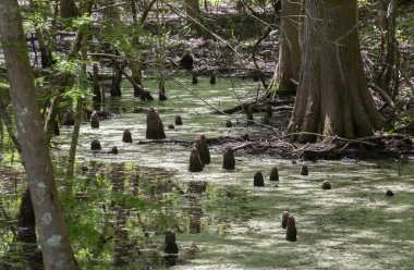Cypress knees leading through stagnant water in a winding swamp clipart