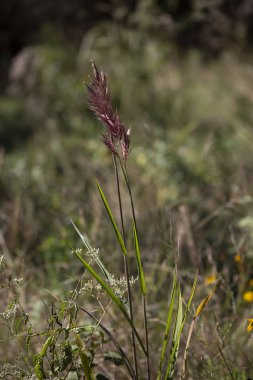 Bahar mevsiminin başlarında büyüyen bataklık sazlıkları.