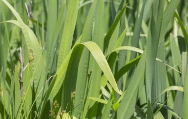 Uzun boylu, kalın çim bir yama yakın çekim