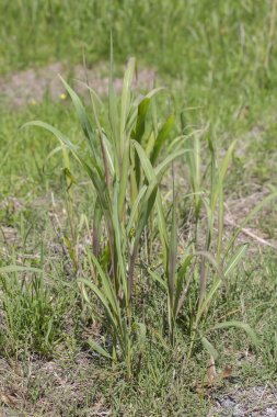 Uzun boylu, kalın çim bir yama yakın çekim