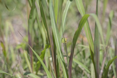Uzun boylu, kalın çim bir yama yakın çekim