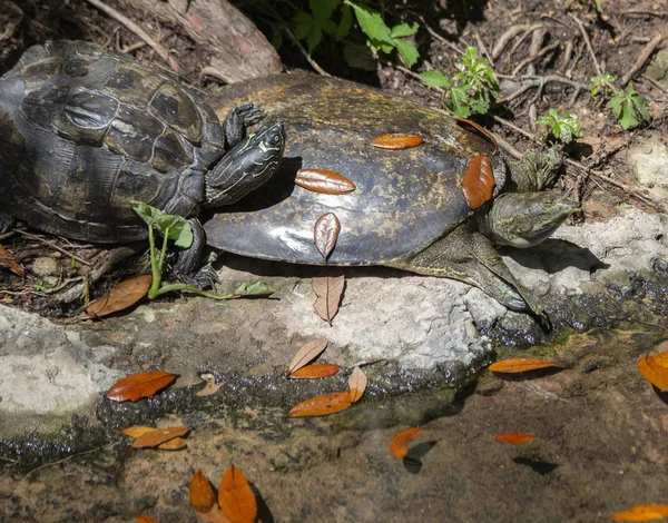 Spiny soft-shell turtle and painted turtle on a shore