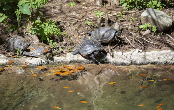 Stachelige Weichschildkröte Und Bemalte Schildkröte Ufer — Stockfoto