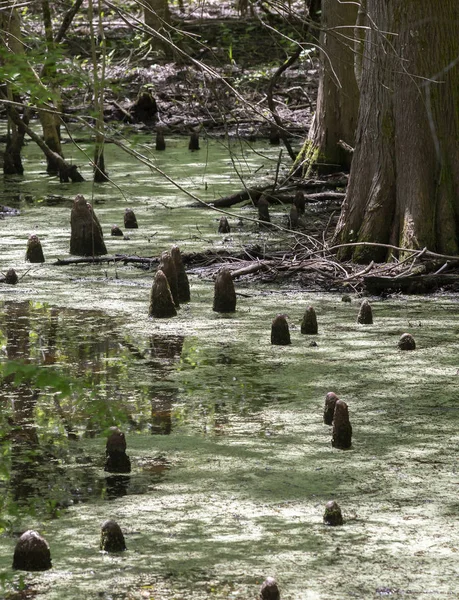 Cypress knees leading through stagnant water in a winding swamp