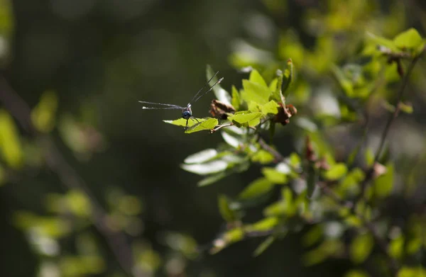 Yeşil Yaprak Üzerinde Tünemiş Bataklık Darner Yusufçuk — Stok fotoğraf