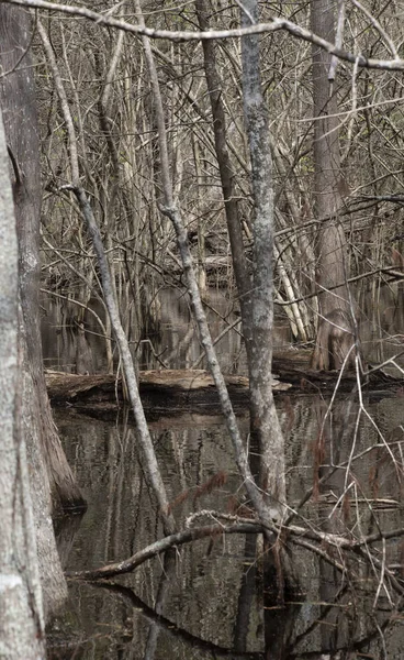 Bäume Flachen Stehenden Sumpfwasser Während Der Herbstsaison — Stockfoto