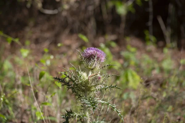 Närbild Ett Lila Tistel Ogräs Blommar — Stockfoto