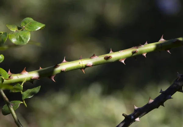 Close Sharp Thorns Growing Green Vine — Stock Photo, Image