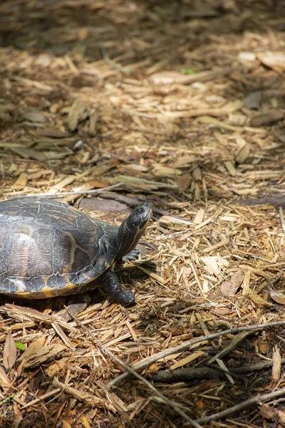 Tartaruga Cooter fiume — Foto Stock