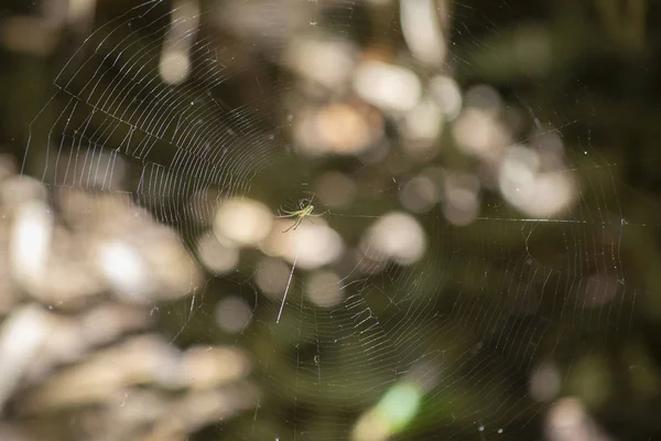 ツリフネソウトラガ果樹園クモ — ストック写真
