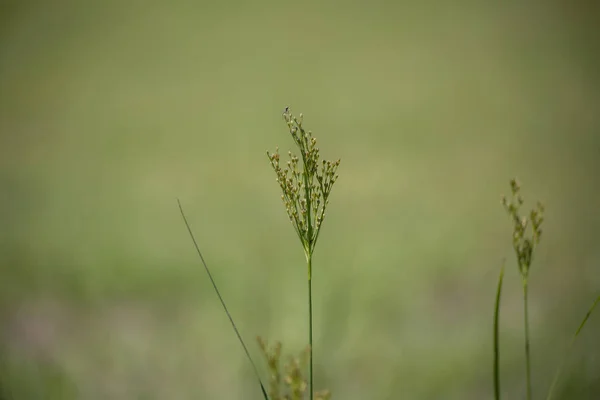 Hierba en el prado —  Fotos de Stock