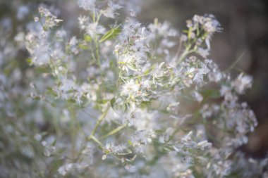 Çalılıklarda Beyaz Yapraklar